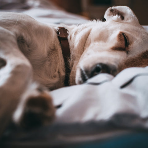 a pitbull lying in bed