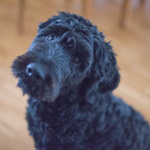 a portuguese water dog