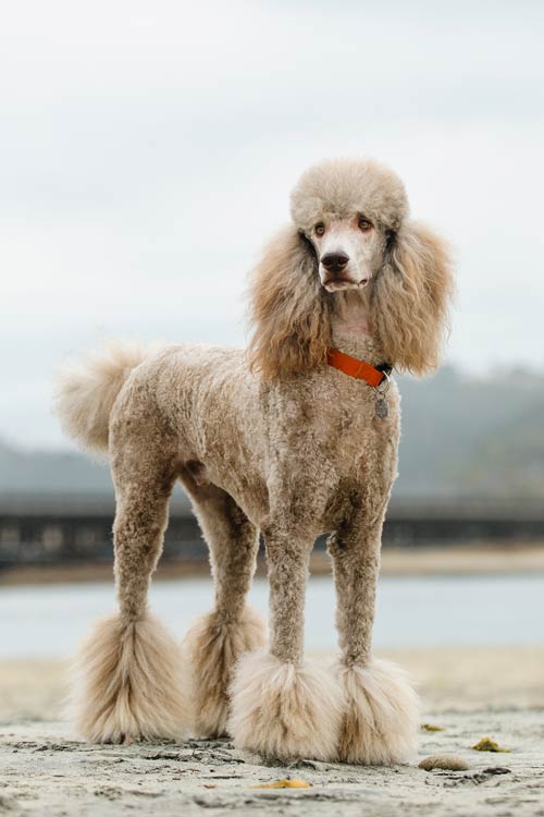 poodles, icon dogwear, everything you need to know about poodles, intersting facts about poodles, poodles 101