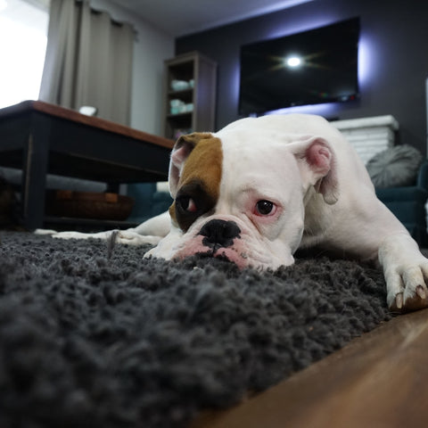 a puppy lying on a grey carpet