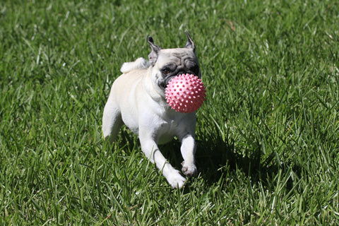 pugs are happy cheerful