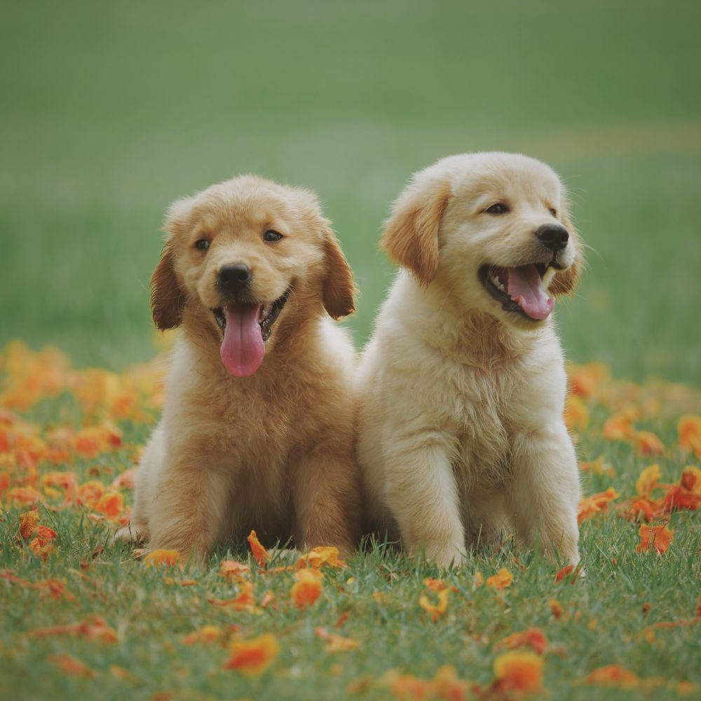 Two adorable puppies sit side-by-side in a field of flowers.