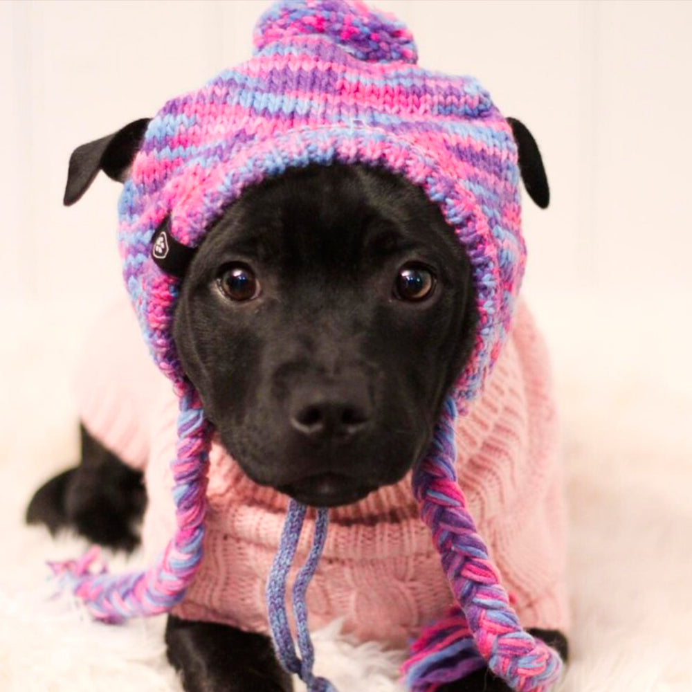 A puppy wearing Sparkpaws Dog Hat