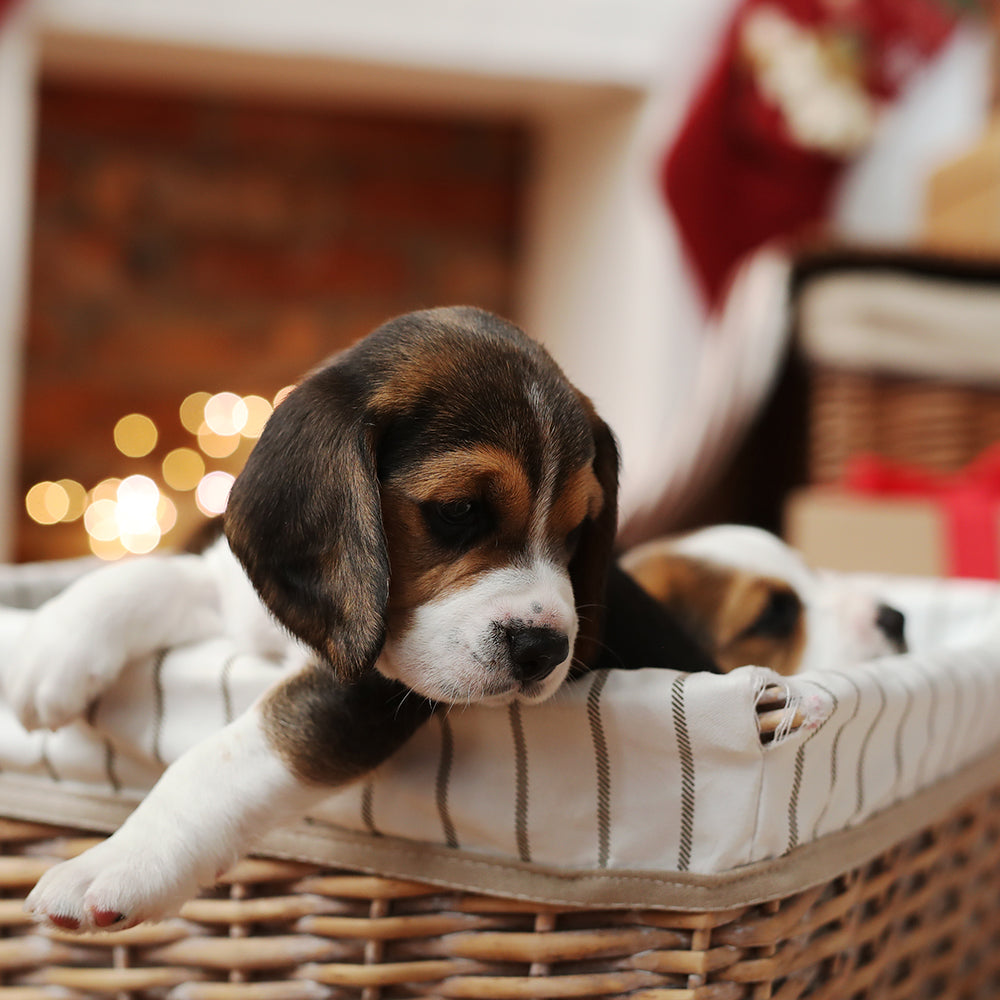 A puppy settle into its crate