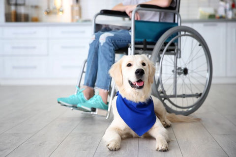 a service dog for a lady in a wheelchair