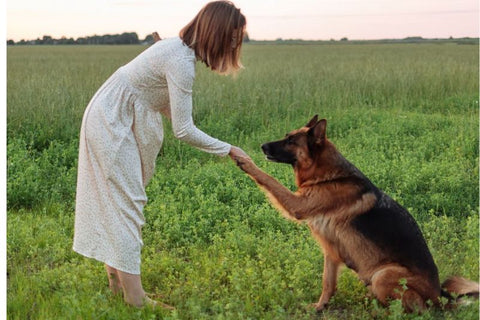 a german shepherd as an emotional support dog