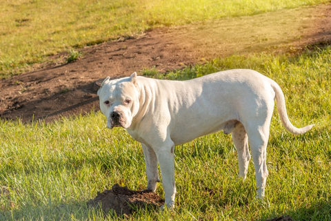 a pitbull standing in a field