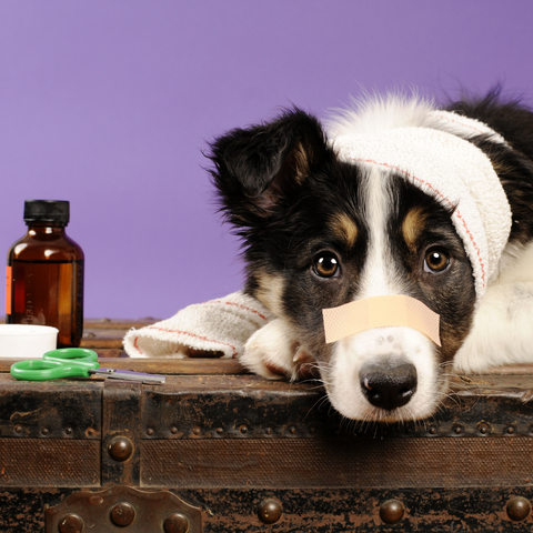 a sick dog with a bandage on his nose