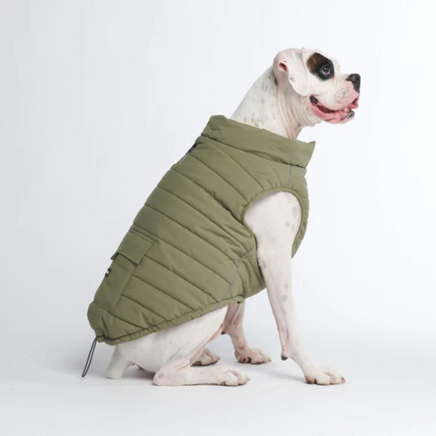 a pitbull wearing a water resistant jacket