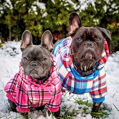 French Bull dogs in the snow wearing hoodies