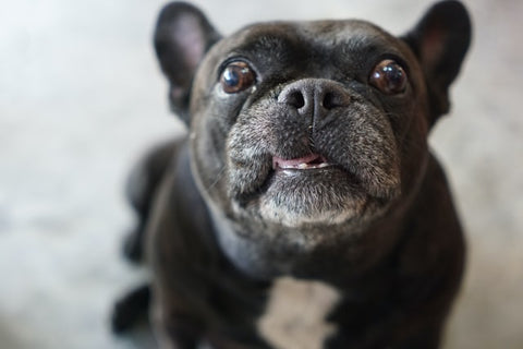 french bulldog looking up