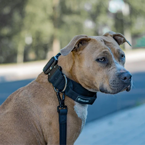 A large dog wearing a tactical dog collar