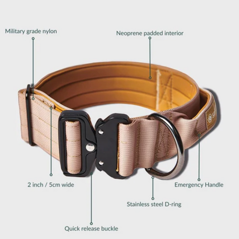 a tactical dog collar for bullmastiffs