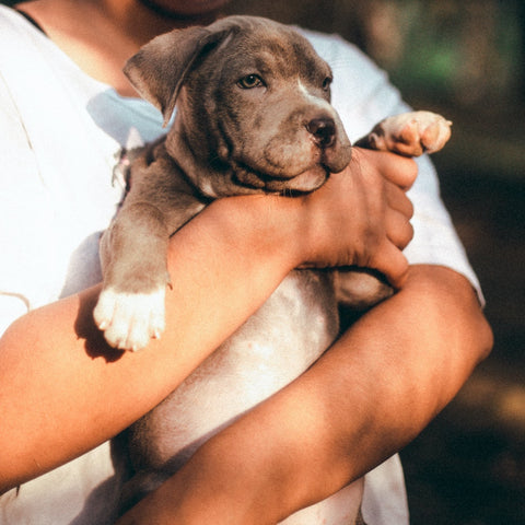a pitbull puppy held by his owner
