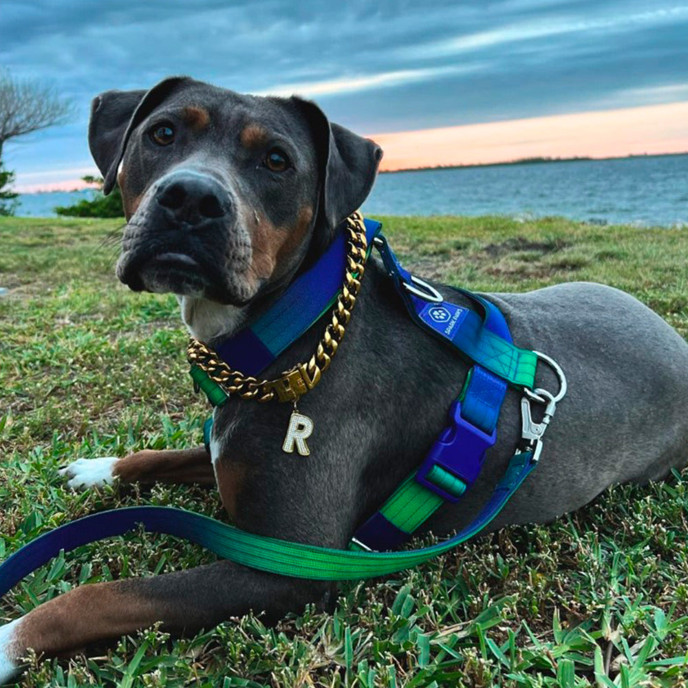 Close-up photo of a large brown dog wearing a blue collar and leash laying on the grass.