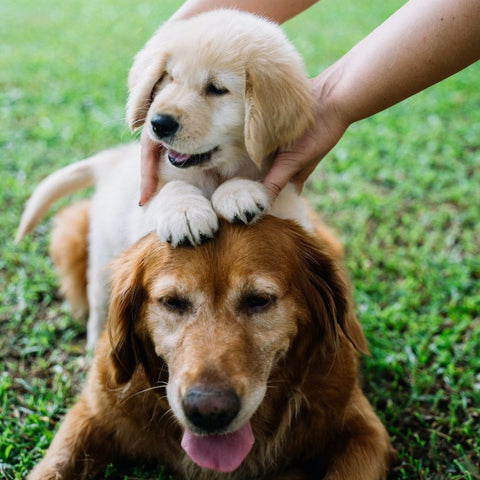 two dogs meeting for the first time