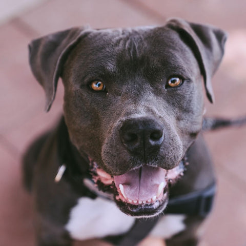 a dark brown pit bull