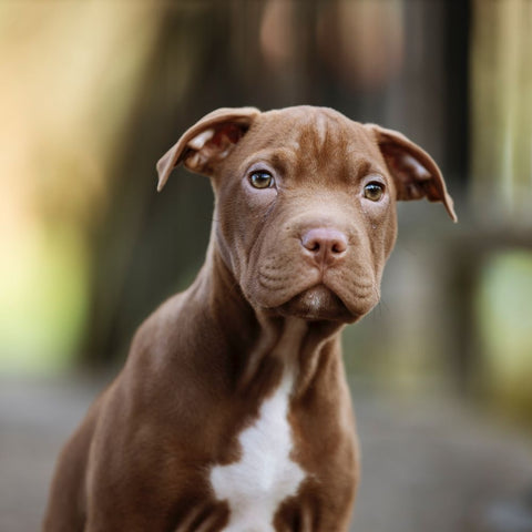 a brown pitbull puppy