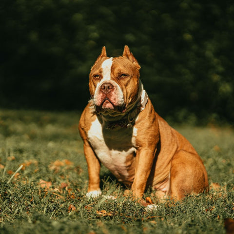 male american bully