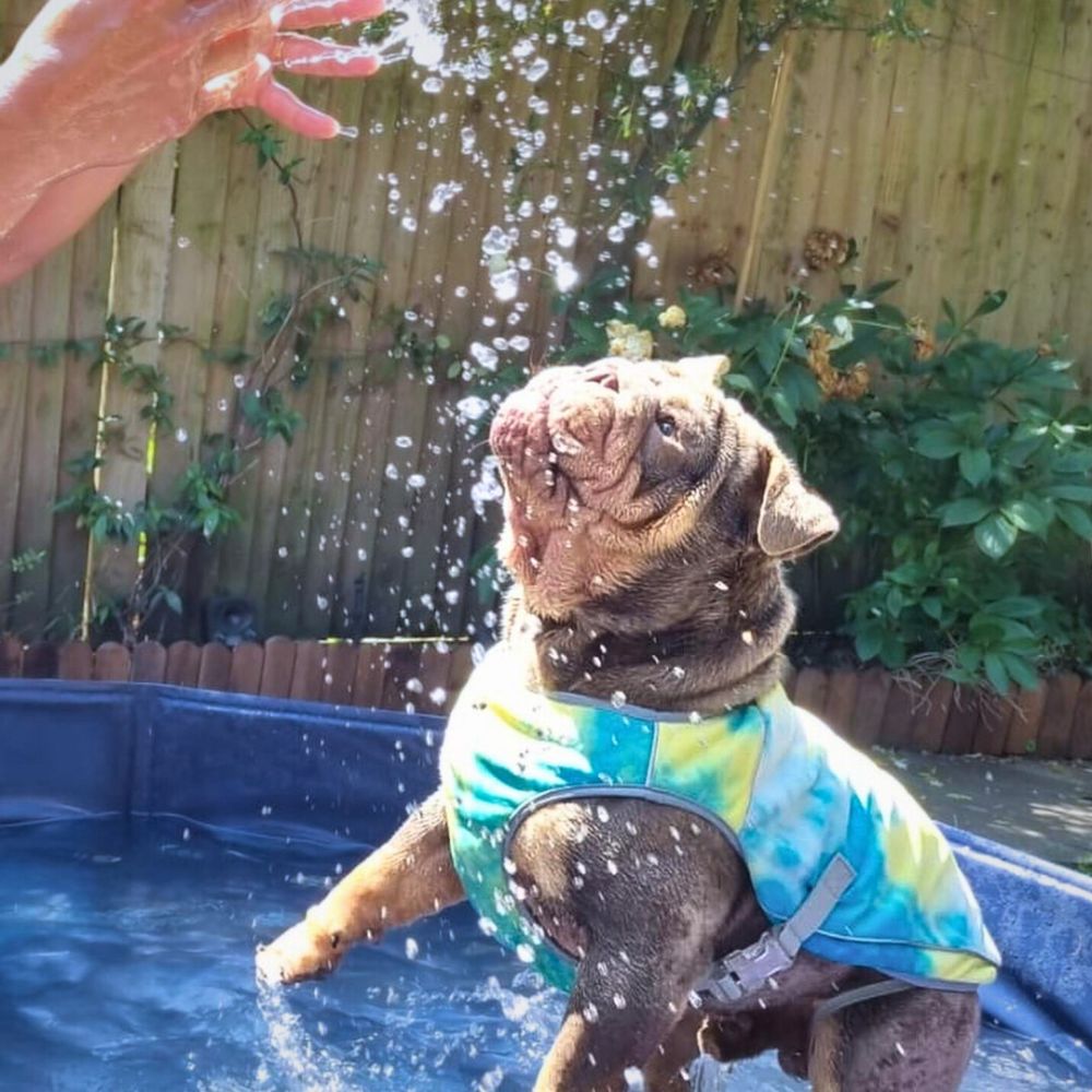 A dog and the owner playing in the pool wearing Sparkpaws Cooling Vests