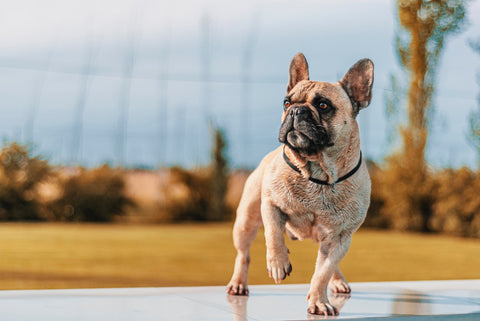 A brown French bulldog running