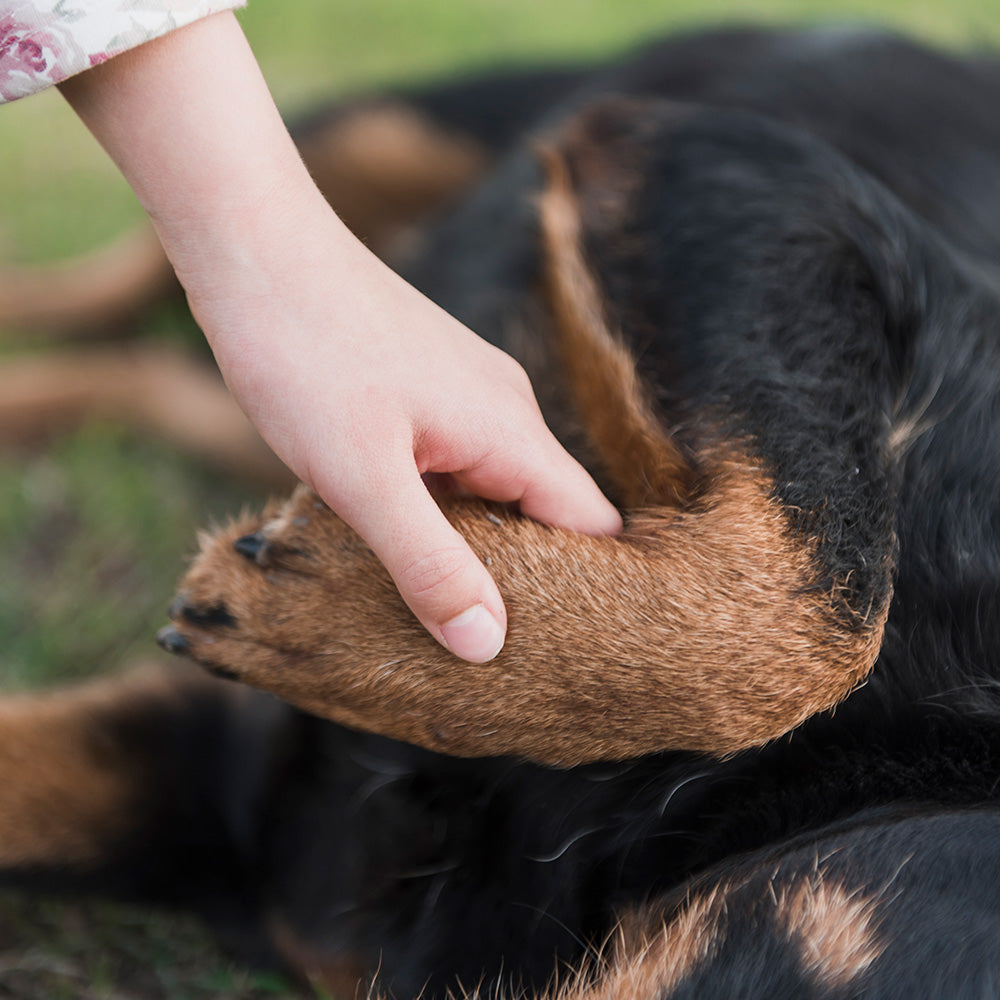 A person's hand gently touching the paw of a dog