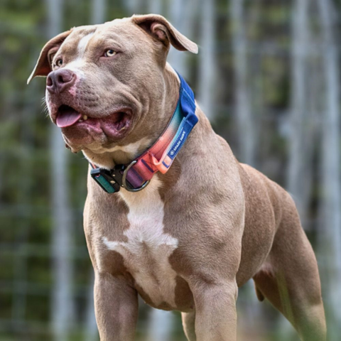 a strong pit bull wearing an attractive collar