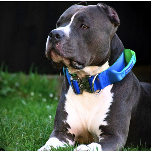 a strong american pitbull wearing a  tactical collar
