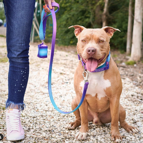 a strong pit bull going for a walk on his leash