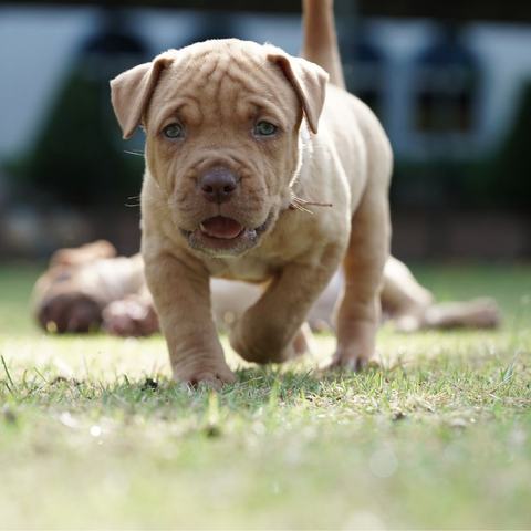 a pit bull puppy going for a walk