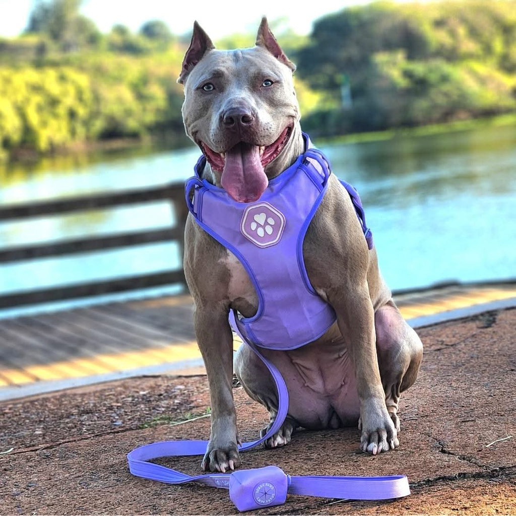 Comfort Control Big Dog Harness Set Lilac Spark Paws