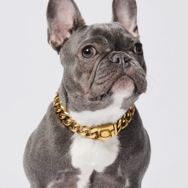 LuxLife Dog Chain Collar Designer Luxury Dog Collar Gold with CZ Buckle 19mm Cuban Link Dog Chain Metal Dog Collars for Puppy Small Medium Large