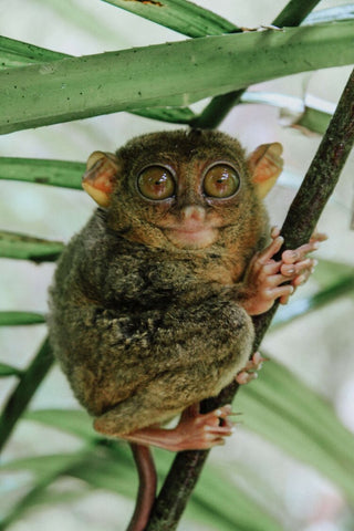 Tarsier in Bohol, Philippines