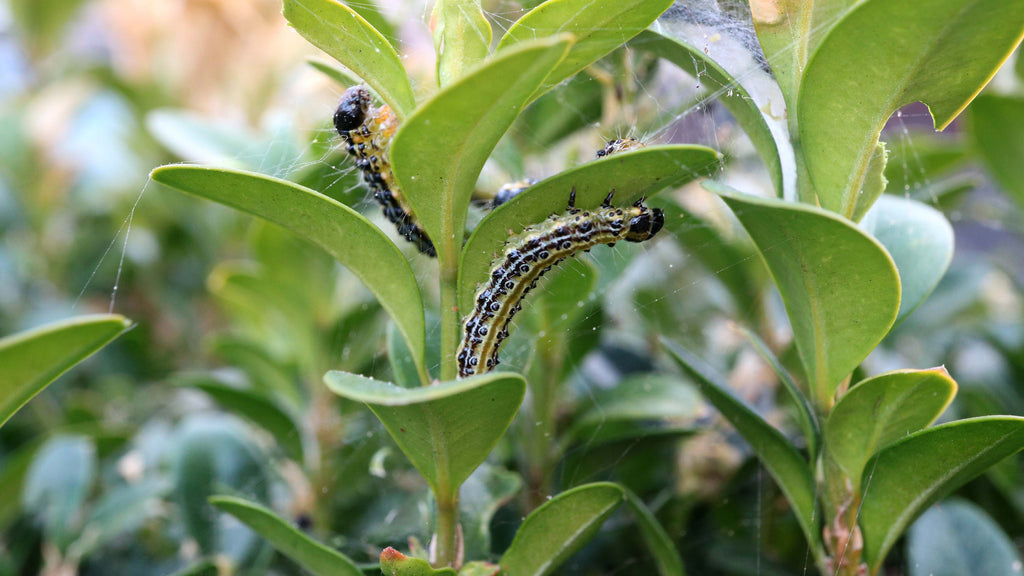 box tree caterpillar 