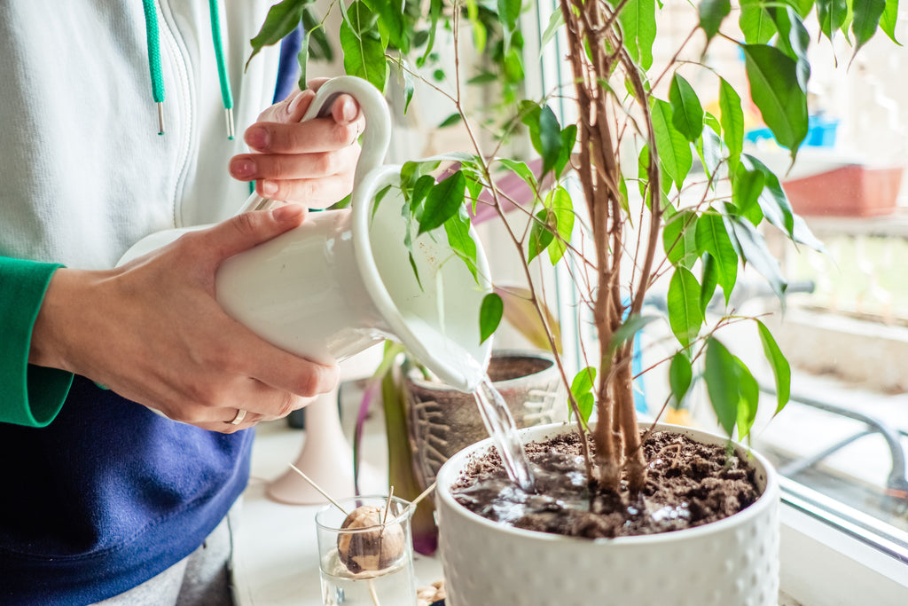 How to Get Rid of Fungus Gnats in Houseplants