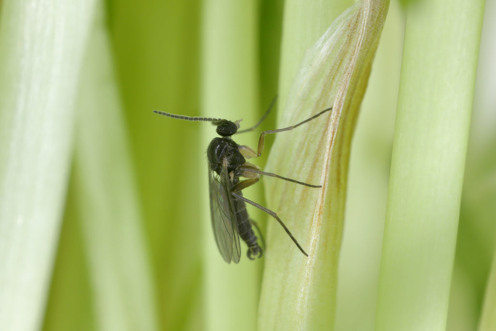 fungus gnat