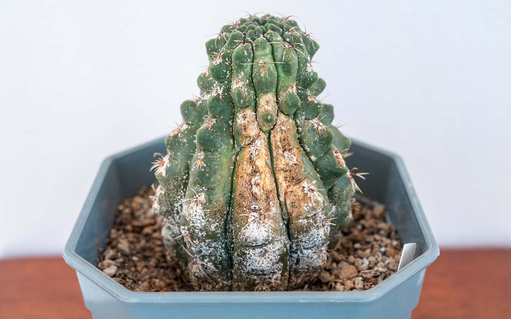 mealybug cactus