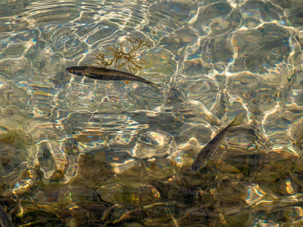 minnow in pond