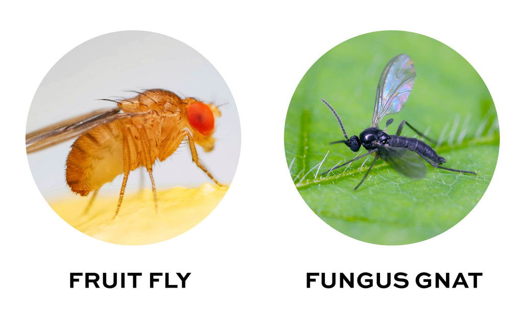 fungus gnat vs fruit flies 