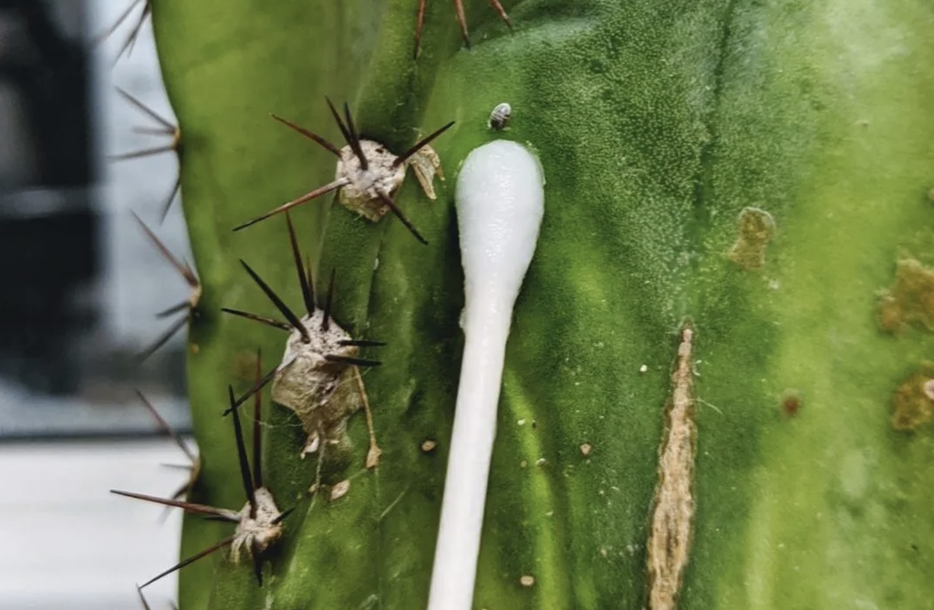 mealybug