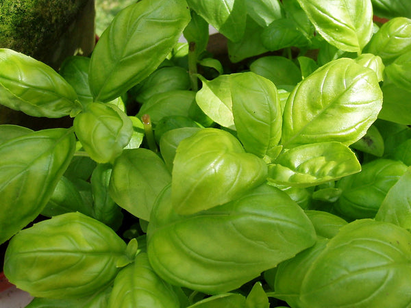 Basil insect repellent 