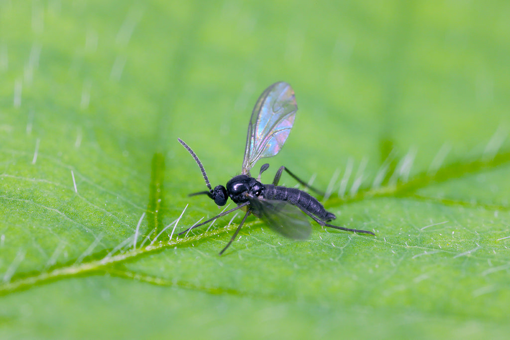 How to Get Rid of Gnats Naturally and Keep Them Away