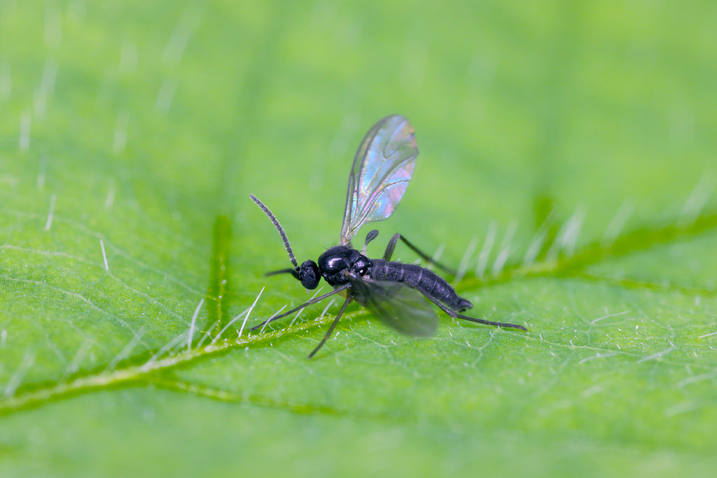 fungus gnats