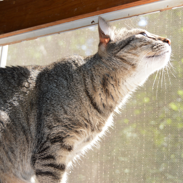 tabby cat sitting on windowsill with window open 