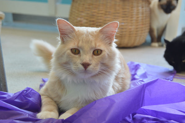 light orange cat sitting on a purple magic carpet cat toy looking directly at camera