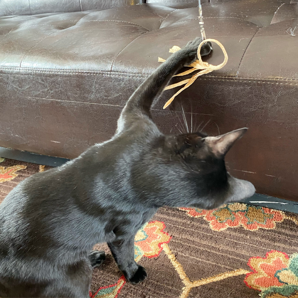 gray cat catching a flutter-ring cat toy