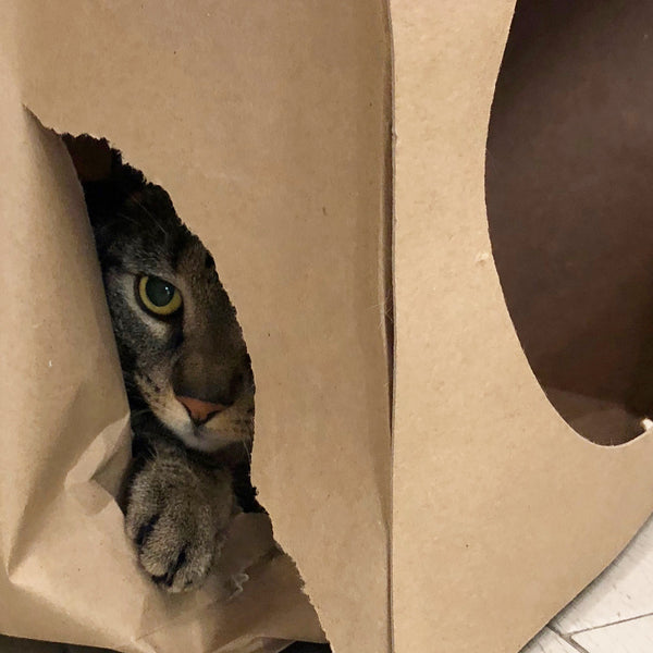 a tabby cat peeking out of a hole in the Hide and Sneak paper cat tunnel