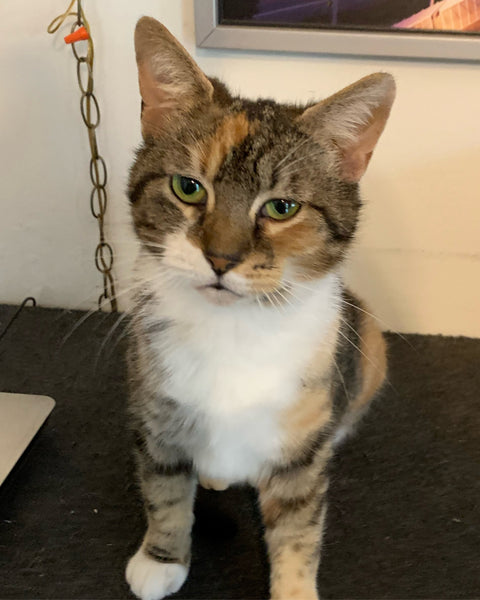 torti cat looking straight at camera