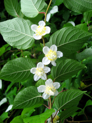 silvervine plant