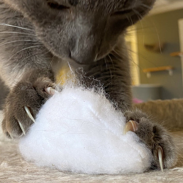 a gray cat holding a plush cloud toy with its claws